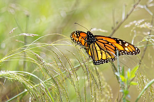 Danaus plexippus (Nymphalidae)  - Monarque, Monarque américain - Milkweed [butterfly] Comarca de la Costa Granadina [Espagne] 12/05/2015