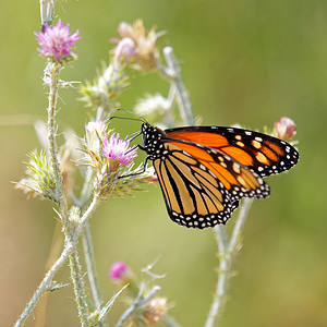 Danaus plexippus (Nymphalidae)  - Monarque, Monarque américain - Milkweed [butterfly] Comarca de la Costa Granadina [Espagne] 12/05/2015