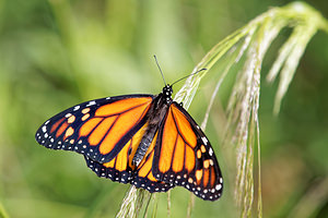 Danaus plexippus Monarque, Monarque américain Milkweed [butterfly]