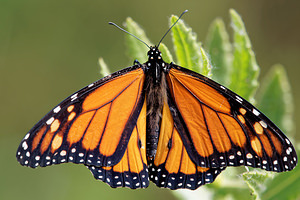 Danaus plexippus (Nymphalidae)  - Monarque, Monarque américain - Milkweed [butterfly] Comarca de la Costa Granadina [Espagne] 12/05/2015