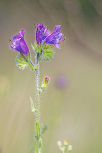 Echium plantagineum (Boraginaceae)  - Vipérine à feuilles de plantain, Vipérine faux plantain, Vipérine plantain - Purple Viper's-bugloss Pyrenees-Orientales [France] 02/05/2015 - 40m