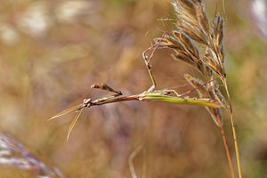 Empusa pennata Empuse commune, Diablotin