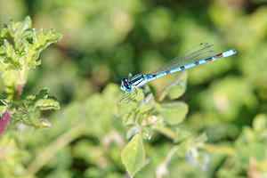 Enallagma cyathigerum (Coenagrionidae)  - Agrion porte-coupe - Common Blue Damselfly Comarca de Alhama [Espagne] 11/05/2015 - 820m