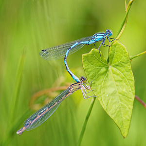 Enallagma cyathigerum (Coenagrionidae)  - Agrion porte-coupe - Common Blue Damselfly Landes [France] 17/05/2015 - 20m