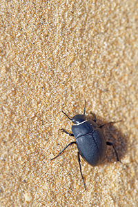 Erodius tibialis (Tenebrionidae)  El Condado [Espagne] 10/05/2015 - 20m