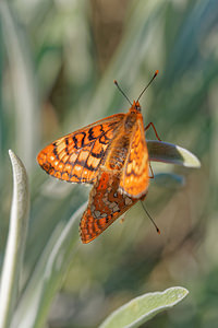 Euphydryas aurinia (Nymphalidae)  - Damier de la Succise - Marsh Fritillary Nororma [Espagne] 06/05/2015 - 700m