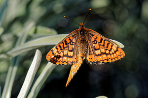 Euphydryas aurinia (Nymphalidae)  - Damier de la Succise - Marsh Fritillary Nororma [Espagne] 06/05/2015 - 700m