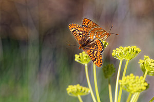 Euphydryas aurinia (Nymphalidae)  - Damier de la Succise - Marsh Fritillary Nororma [Espagne] 06/05/2015 - 700m