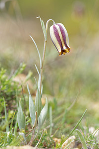 Fritillaria lusitanica (Liliaceae)  - Fritillaire du Portugal Jaen [Espagne] 05/05/2015 - 1270m