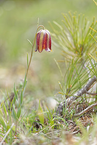 Fritillaria lusitanica (Liliaceae)  - Fritillaire du Portugal Jaen [Espagne] 05/05/2015 - 1270m