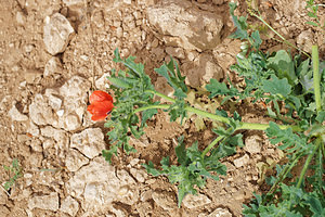 Glaucium corniculatum (Papaveraceae)  - Pavot cornu - Red Horned-poppy Albacete [Espagne] 04/05/2015 - 450m