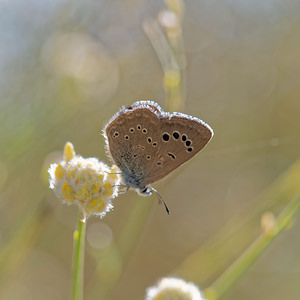 Glaucopsyche melanops (Lycaenidae)  - Azuré de la Badasse Antequera [Espagne] 06/05/2015 - 710m