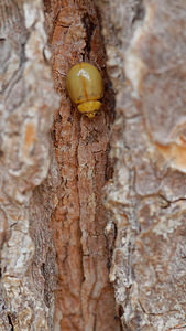 Harmonia quadripunctata (Coccinellidae)  - Coccinelle à quatre points - Four-spot Ladybird [Harmonia quadripunctata] Verger-de-Murcie [Espagne] 14/05/2015 - 90m