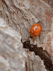 Harmonia quadripunctata (Coccinellidae)  - Coccinelle à quatre points - Four-spot Ladybird [Harmonia quadripunctata] Verger-de-Murcie [Espagne] 14/05/2015 - 90m