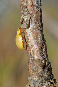 Harmonia quadripunctata (Coccinellidae)  - Coccinelle à quatre points - Four-spot Ladybird [Harmonia quadripunctata] Verger-de-Murcie [Espagne] 15/05/2015 - 90mn?onate non encore color?