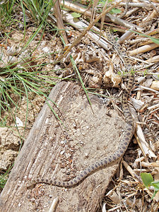 Hemorrhois hippocrepis (Colubridae)  - Couleuvre fer à cheval Valence [Espagne] 04/05/2015 - 440m