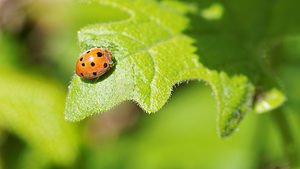 Henosepilachna argus Coccinelle de la Bryone