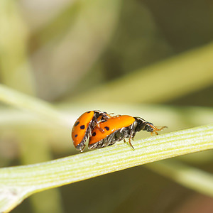 Hippodamia variegata (Coccinellidae)  - Coccinelle des friches - Adonis' Ladybird Comarque metropolitaine de Huelva [Espagne] 11/05/2015 - 10m