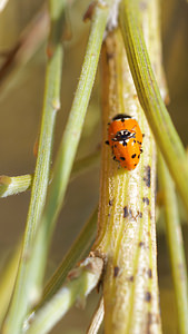Hippodamia variegata (Coccinellidae)  - Coccinelle des friches - Adonis' Ladybird Comarque metropolitaine de Huelva [Espagne] 11/05/2015 - 10m