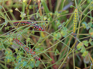 Hyles euphorbiae (Sphingidae)  - Sphinx de l'Euphorbe - Spurge Hawk-moth El Condado [Espagne] 10/05/2015