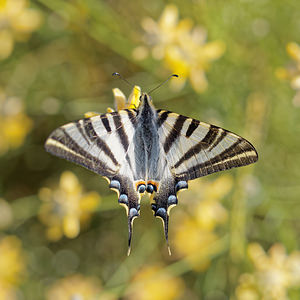 Iphiclides feisthamelii (Papilionidae)  - Voilier blanc, Flambé mérodional, Flambé du Roussillon Antequera [Espagne] 06/05/2015 - 720m