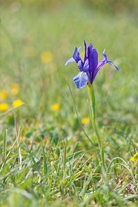 Iris xiphium (Iridaceae)  - Iris à feuilles en forme de glaive, Iris d'Espagne - Spanish Iris Sierra de Cadix [Espagne] 08/05/2015 - 810m