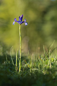 Iris xiphium (Iridaceae)  - Iris à feuilles en forme de glaive, Iris d'Espagne - Spanish Iris Sierra de Cadix [Espagne] 09/05/2015 - 890m