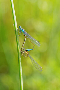 Ischnura elegans (Coenagrionidae)  - Agrion élégant - Blue-tailed Damselfly Landes [France] 17/05/2015 - 20m