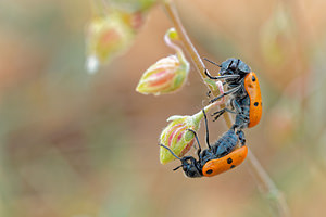 Lachnaia paradoxa (Chrysomelidae)  Albacete [Espagne] 04/05/2015 - 610m