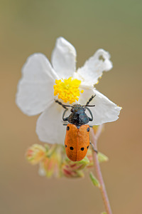 Lachnaia paradoxa (Chrysomelidae)  Albacete [Espagne] 04/05/2015 - 610m