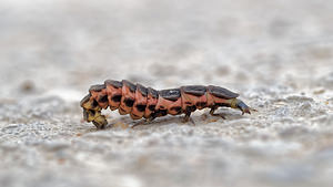 Lampyris noctiluca (Lampyridae)  - Ver luisant, Lampyre - Common Glow-worm Valence [Espagne] 04/05/2015 - 440m