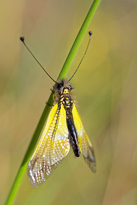 Libelloides baeticus (Ascalaphidae)  Valle del Guadalhorce [Espagne] 07/05/2015 - 390m