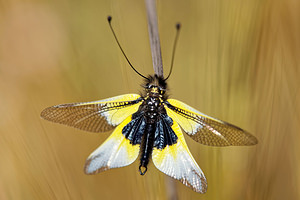 Libelloides baeticus (Ascalaphidae)  Valle del Guadalhorce [Espagne] 08/05/2015 - 340m