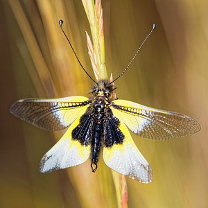 Libelloides baeticus (Ascalaphidae)  Valle del Guadalhorce [Espagne] 08/05/2015 - 340m