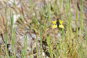 Libelloides baeticus (Ascalaphidae)  Comarca de Alhama [Espagne] 12/05/2015 - 880m