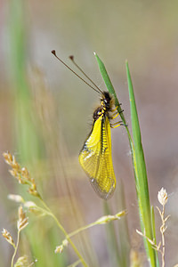 Libelloides baeticus (Ascalaphidae)  Comarca de Alhama [Espagne] 12/05/2015 - 880m