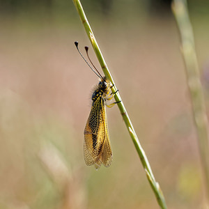 Libelloides ictericus (Ascalaphidae)  El Condado [Espagne] 09/05/2015 - 10m