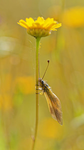 Libelloides ictericus (Ascalaphidae)  El Condado [Espagne] 09/05/2015 - 10m