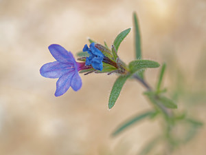 Lithodora fruticosa (Boraginaceae)  - Lithodore ligneuse, Grémil ligneux Albacete [Espagne] 04/05/2015 - 610m