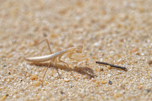 Mantis religiosa (Mantidae)  - Mante religieuse - Praying Mantis El Condado [Espagne] 10/05/2015