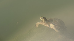 Mauremys leprosa Émyde lépreuse Spanish Terrapin