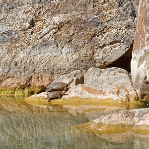 Mauremys leprosa (Geoemydidae)  - Émyde lépreuse - Spanish Terrapin Valle del Guadalhorce [Espagne] 07/05/2015 - 170m