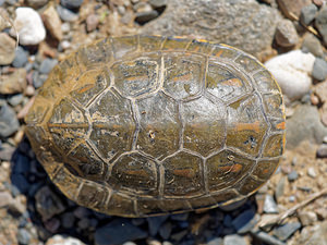 Mauremys leprosa (Geoemydidae)  - Émyde lépreuse - Spanish Terrapin Valle del Guadalhorce [Espagne] 07/05/2015 - 170m