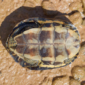 Mauremys leprosa (Geoemydidae)  - Émyde lépreuse - Spanish Terrapin Valle del Guadalhorce [Espagne] 07/05/2015 - 170m