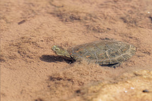 Mauremys leprosa (Geoemydidae)  - Émyde lépreuse - Spanish Terrapin Valle del Guadalhorce [Espagne] 07/05/2015 - 170m