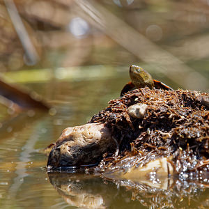 Mauremys leprosa (Geoemydidae)  - Émyde lépreuse - Spanish Terrapin El Condado [Espagne] 10/05/2015 - 40m