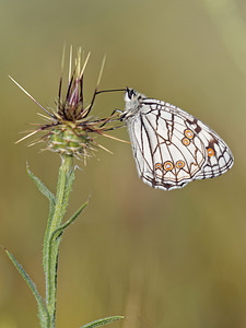 Melanargia ines (Nymphalidae)  - Échiquier des Almoravides - Spanish Marbled White Antequera [Espagne] 06/05/2015 - 730m