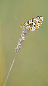 Melitaea cinxia (Nymphalidae)  - Mélitée du Plantain - Glanville Fritillary Pyrenees-Orientales [France] 02/05/2015 - 40m