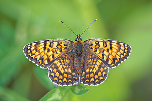 Melitaea phoebe (Nymphalidae)  - Mélitée des Centaurées, Grand Damier Gironde [France] 17/05/2015 - 80m