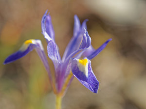 Moraea sisyrinchium (Iridaceae)  - Iris faux sisyrinque Antequera [Espagne] 06/05/2015 - 720m